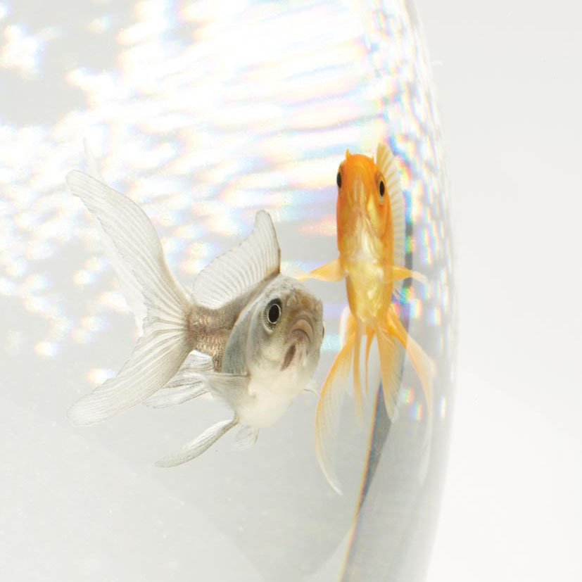 Colorama Colorgloss-Hintergrund Super White Gloss